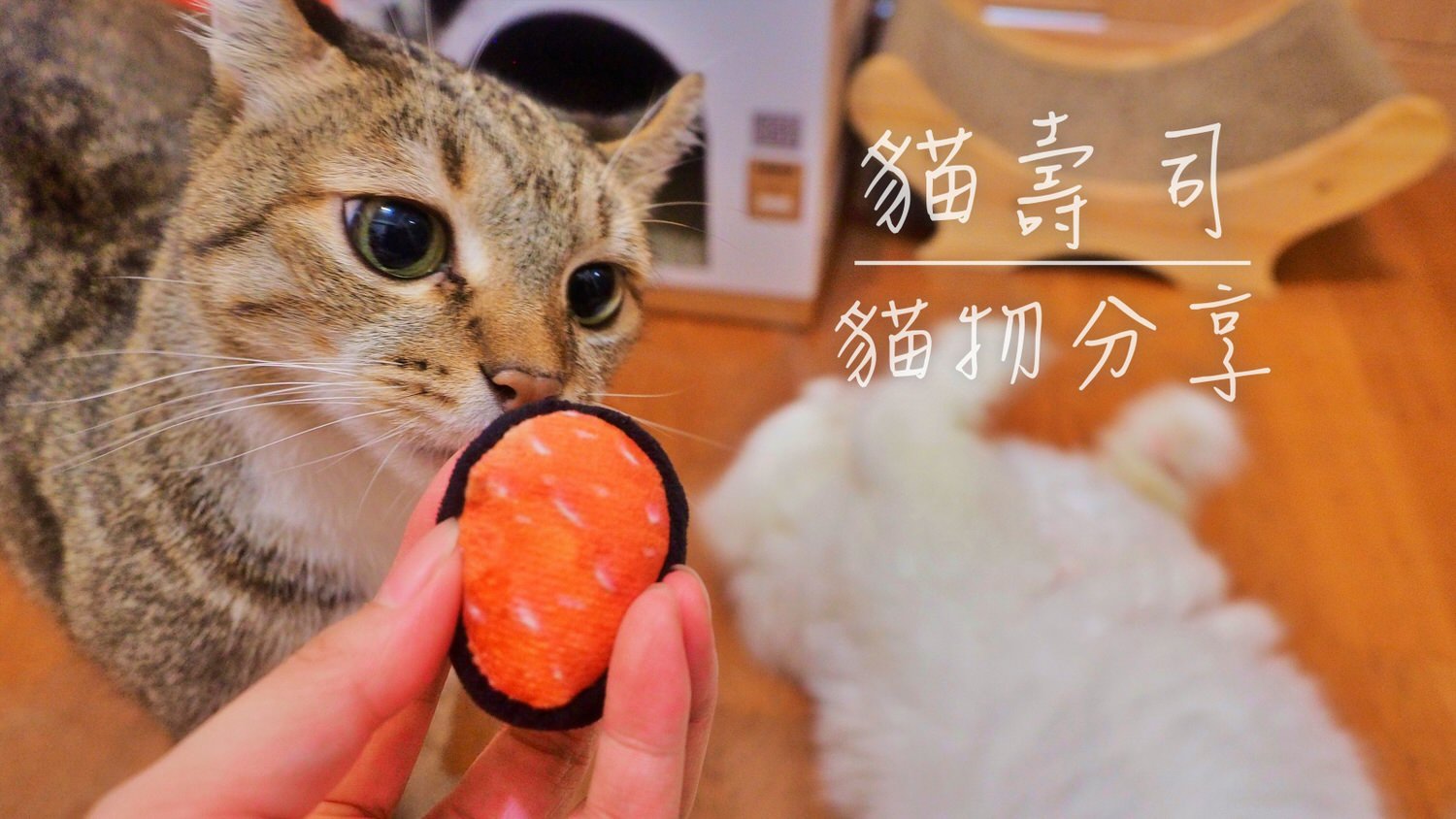 貓壽司 1